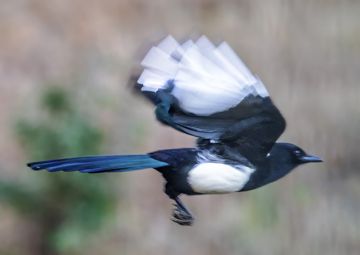 Black-rumped Magpie - ML627475946