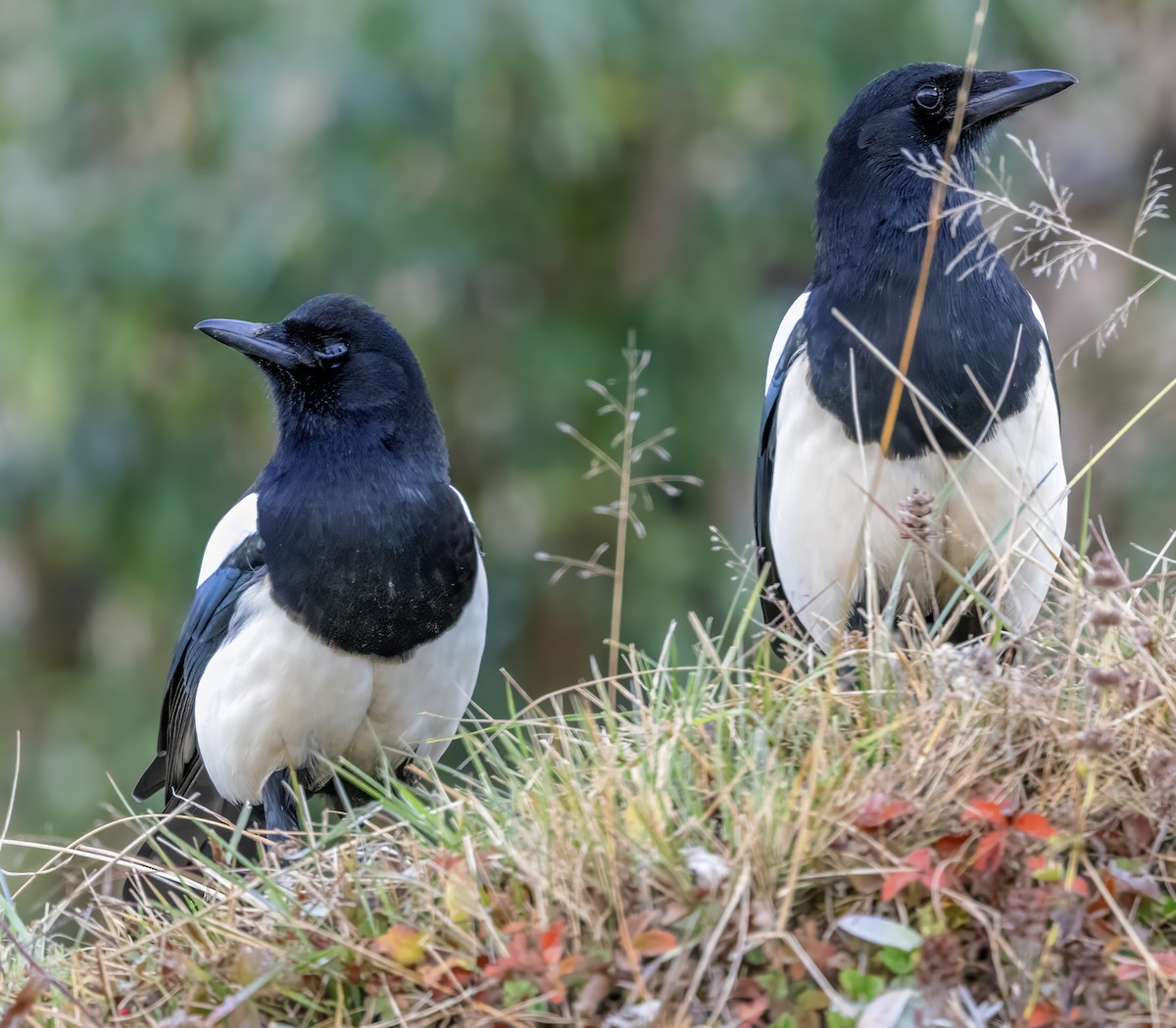 Black-rumped Magpie - ML627475948