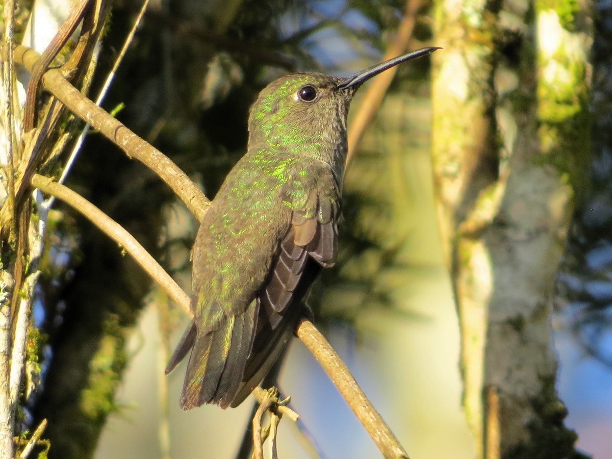 Sombre Hummingbird - ML627475988