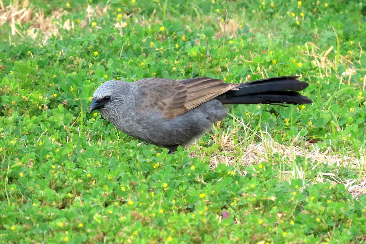 Apostlebird - ML627476041