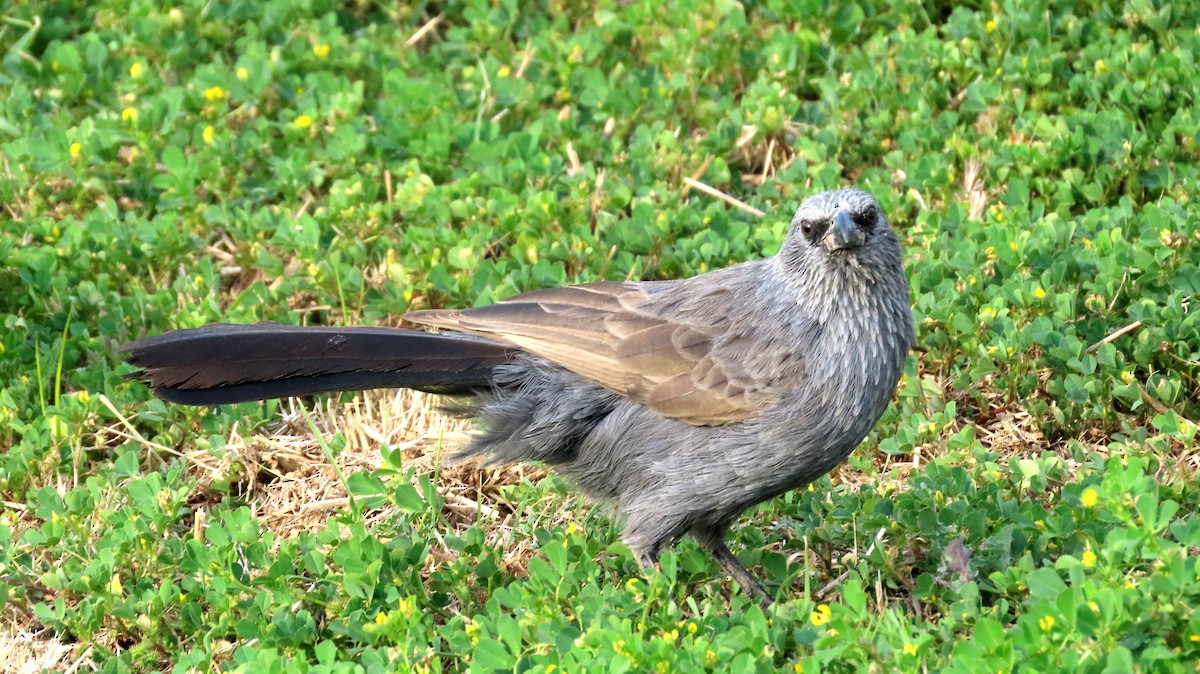 Apostlebird - ML627476042