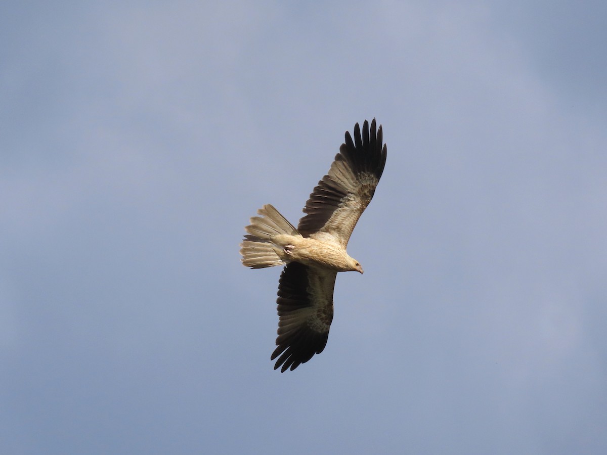 Whistling Kite - ML627476046