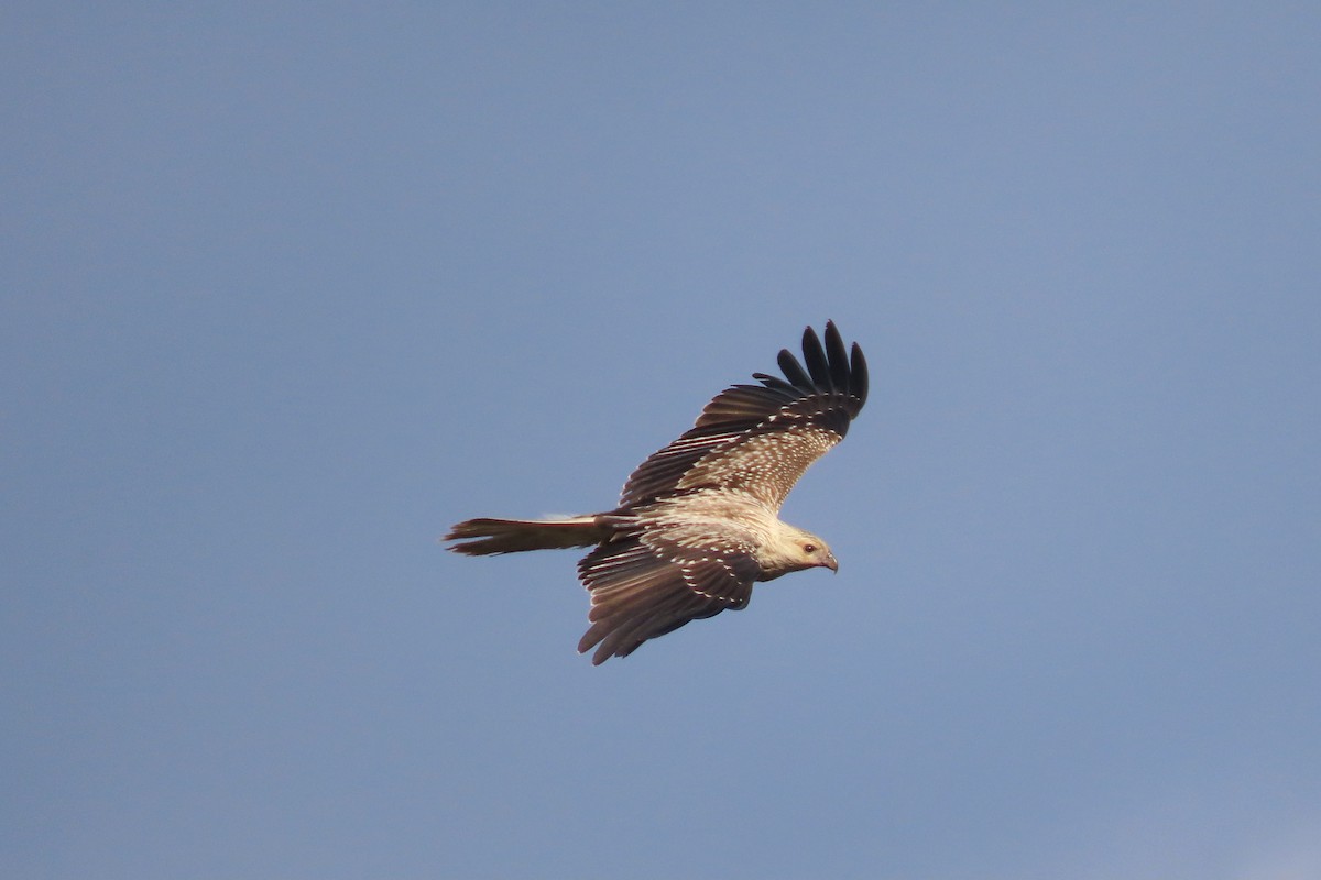 Whistling Kite - ML627476047