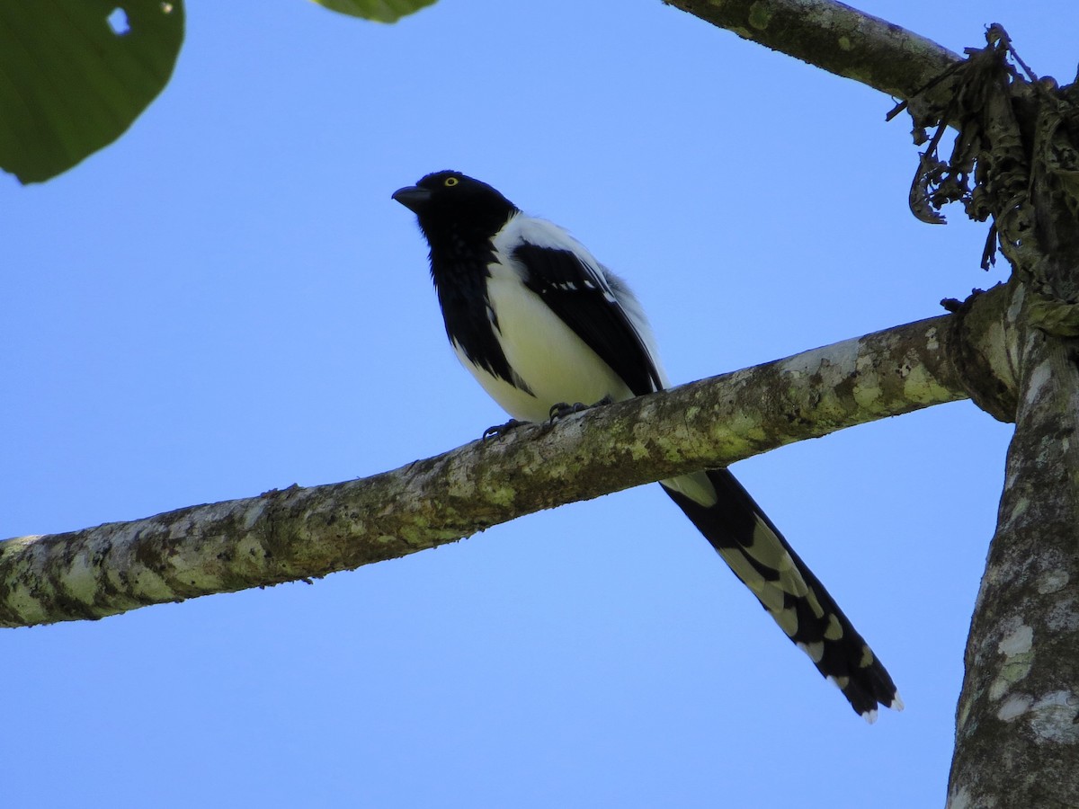 Magpie Tanager - ML627476048