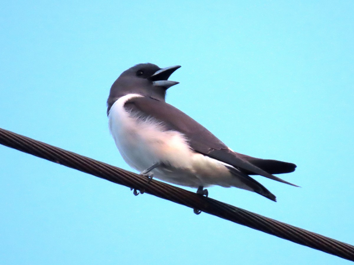 White-breasted Woodswallow - ML627476051