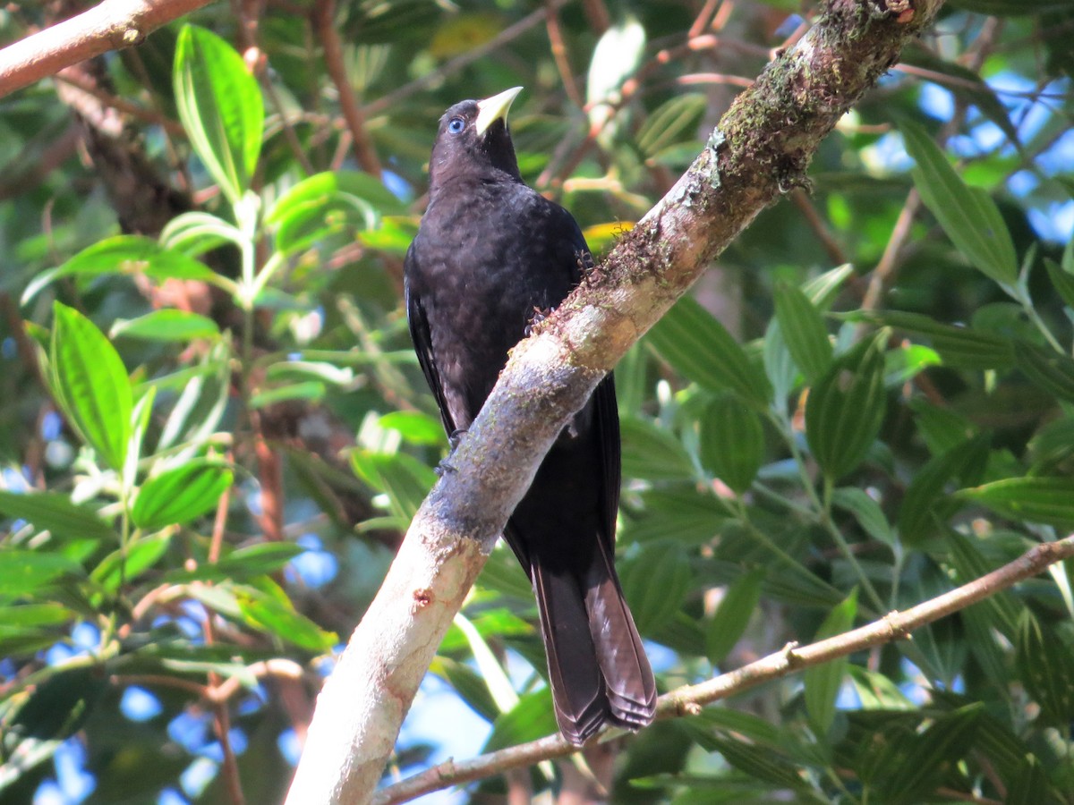 Red-rumped Cacique - ML627476054