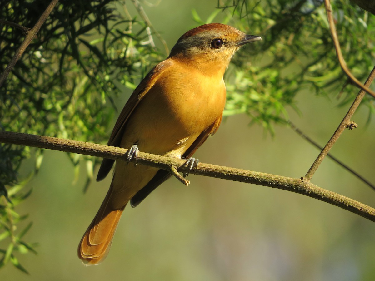 Chestnut-crowned Becard - ML627476060