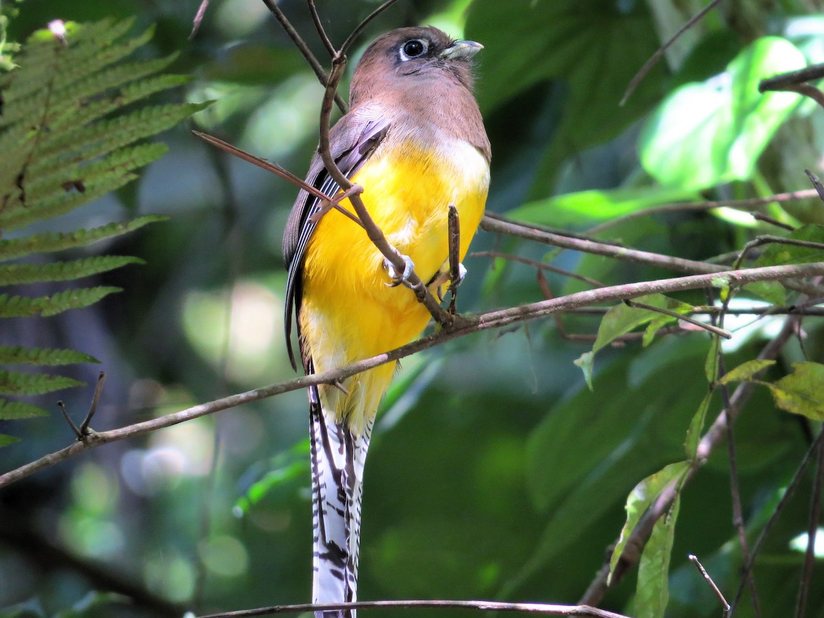 Atlantic Black-throated Trogon - ML627476071