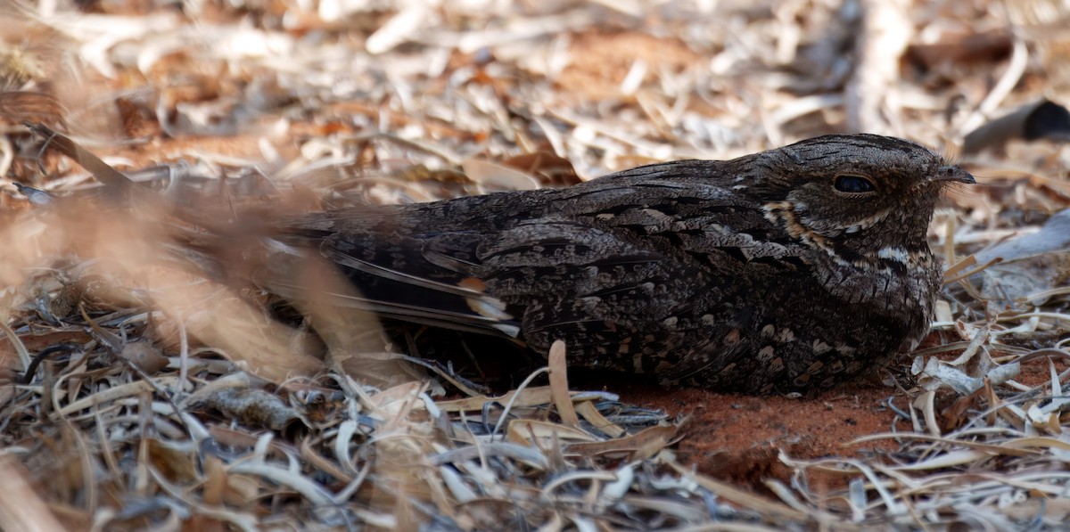 Madagascar Nightjar - ML627476080