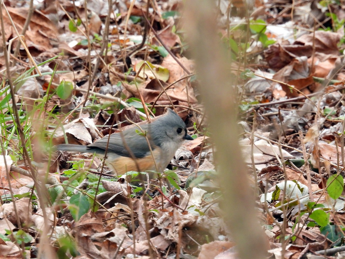 Tufted Titmouse - ML627476126