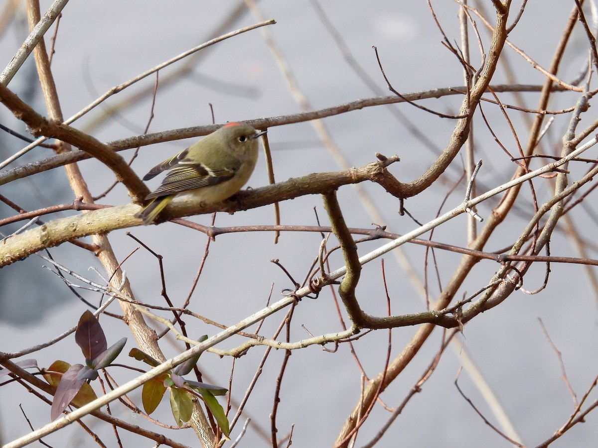 Ruby-crowned Kinglet - ML627476137