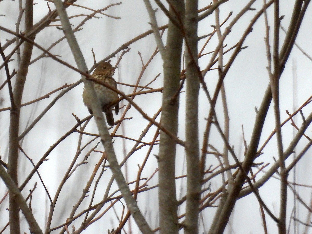 Hermit Thrush - ML627476148