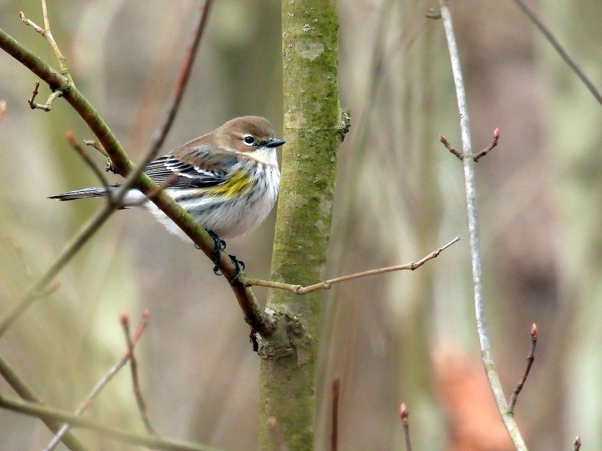 Yellow-rumped Warbler - ML627476183