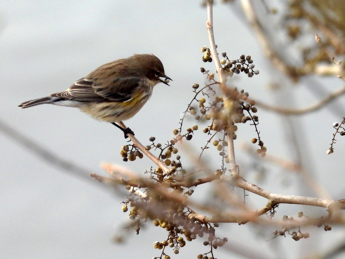 Yellow-rumped Warbler - ML627476184