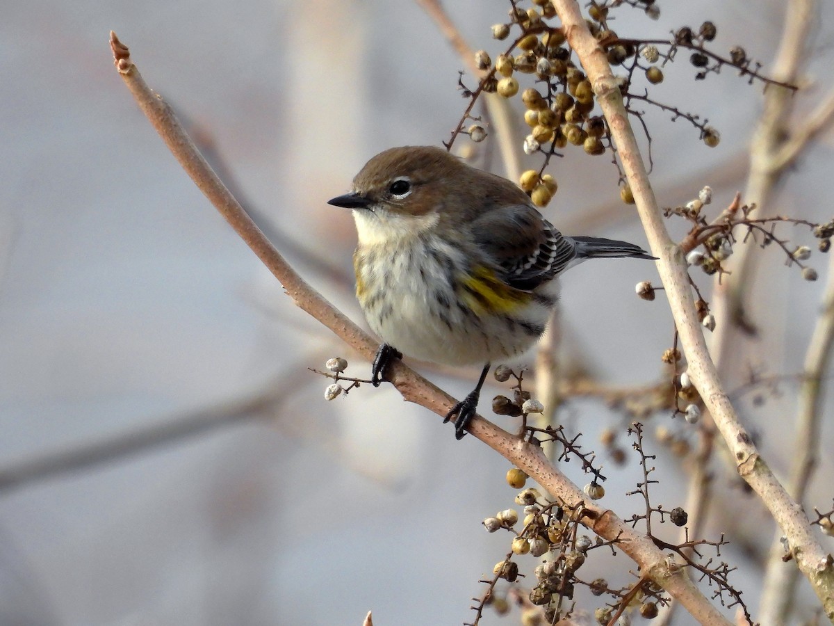 Yellow-rumped Warbler - ML627476185