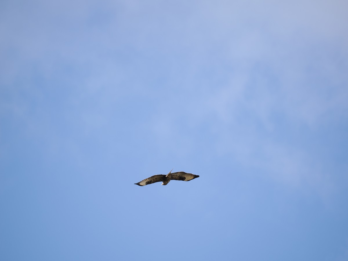 Common Buzzard (Western) - ML627476255