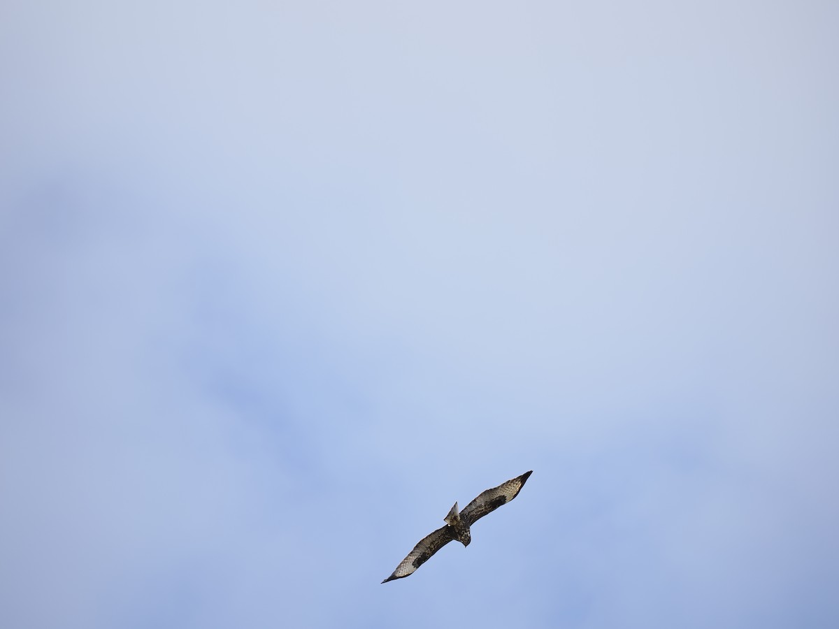 Common Buzzard (Western) - ML627476256