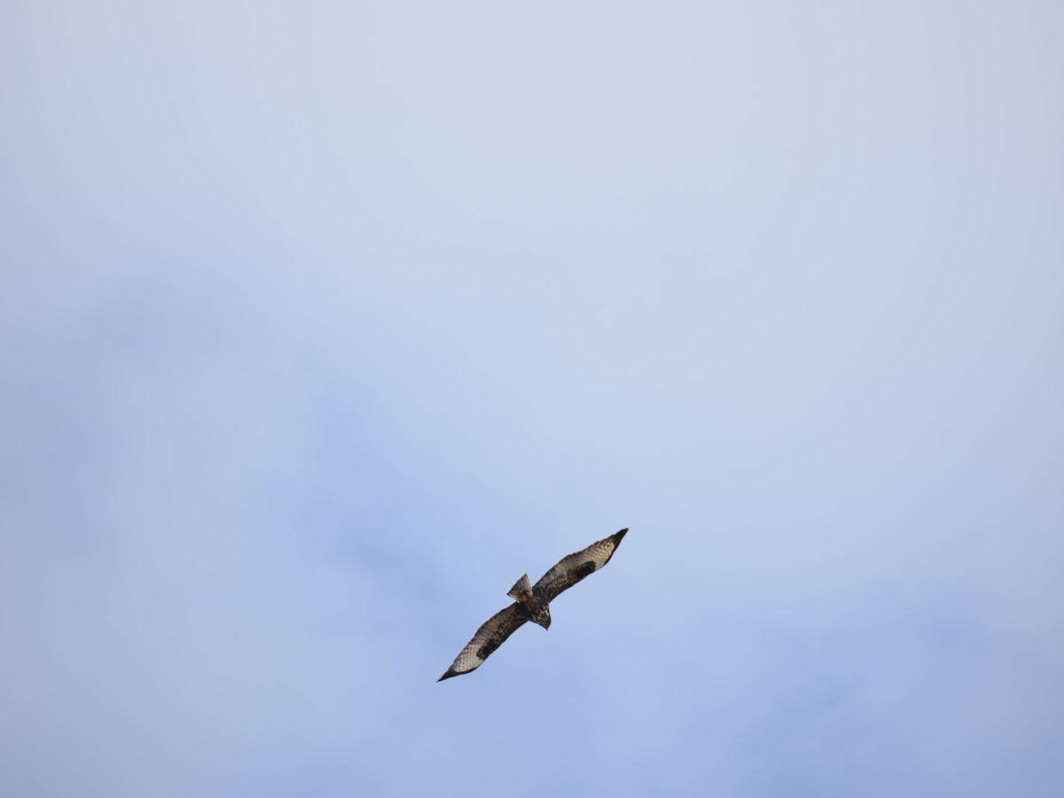 Common Buzzard (Western) - ML627476257