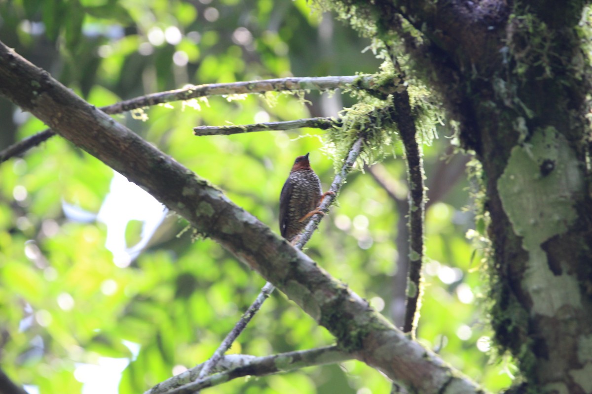 Jameson's Antpecker - ML627476320