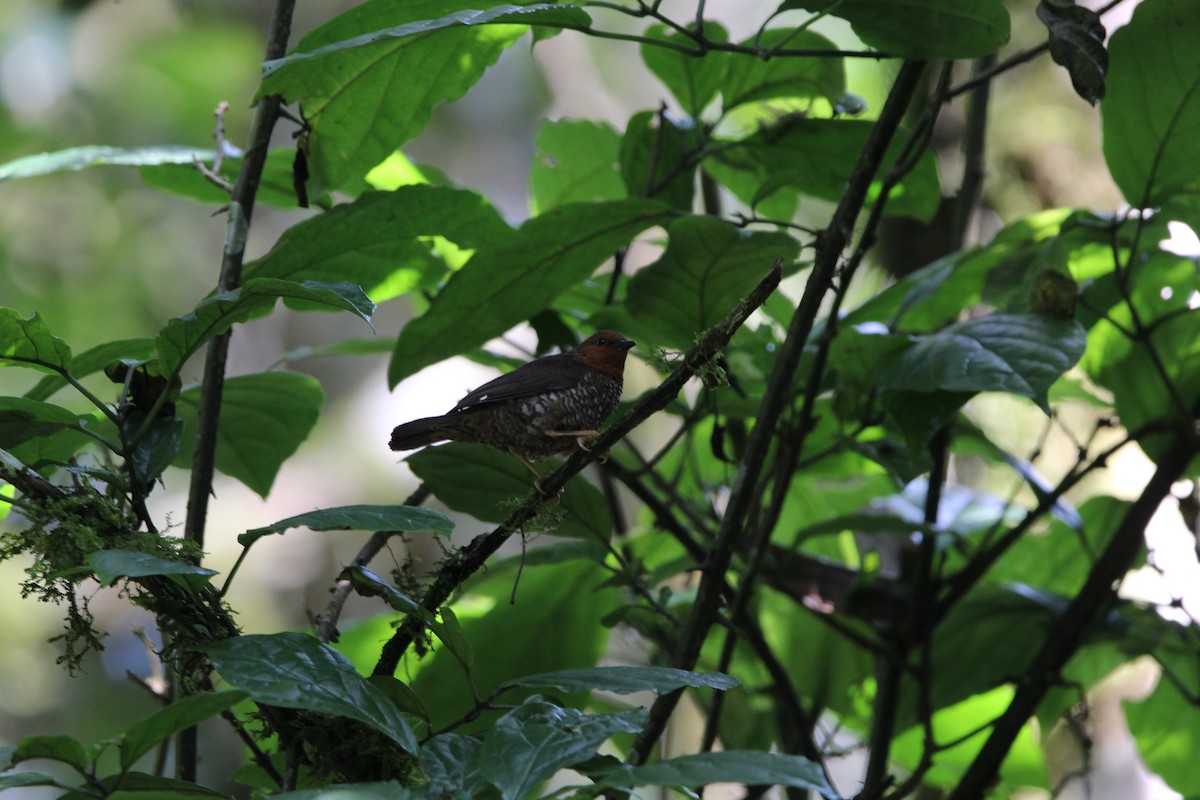 Jameson's Antpecker - ML627476322