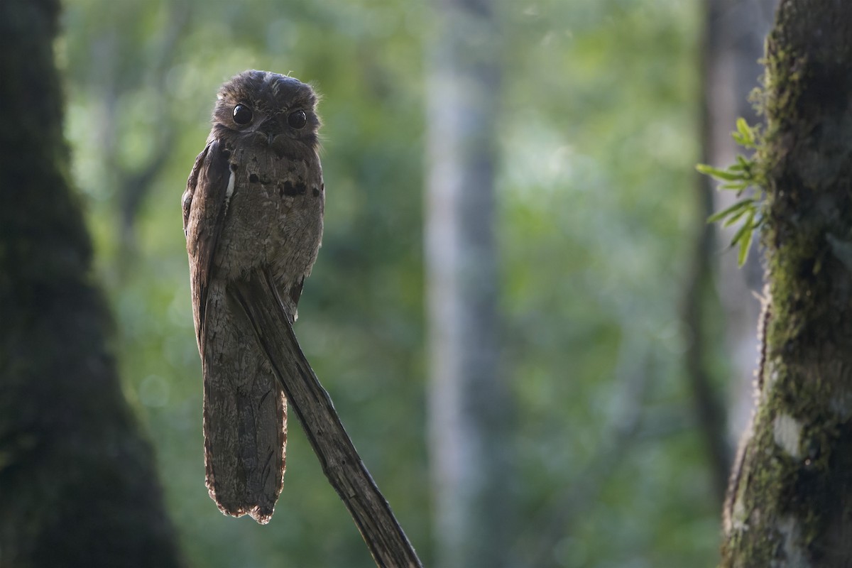 Common Potoo - ML627476632