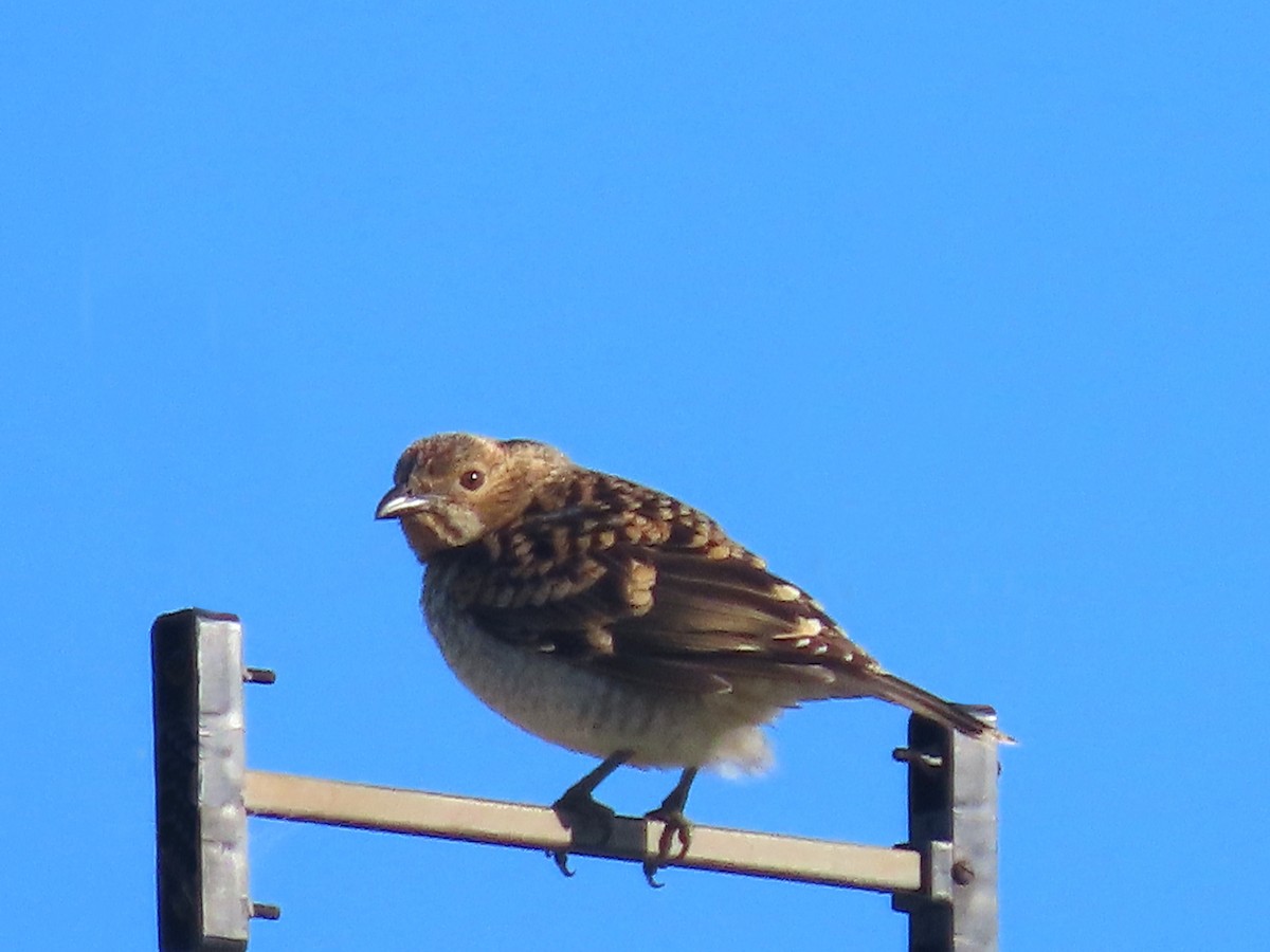 Singing Bushlark (Australasian) - ML627476713