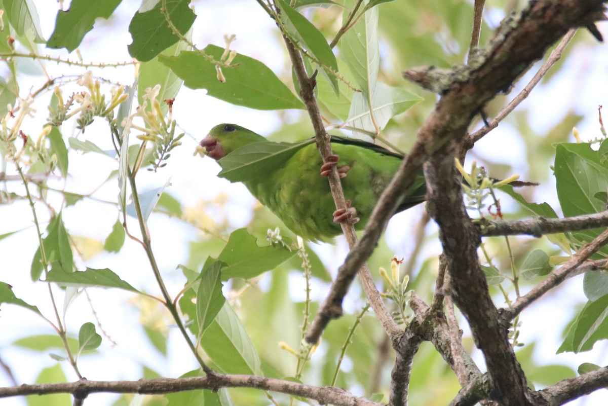 Plain Parakeet - ML627476774