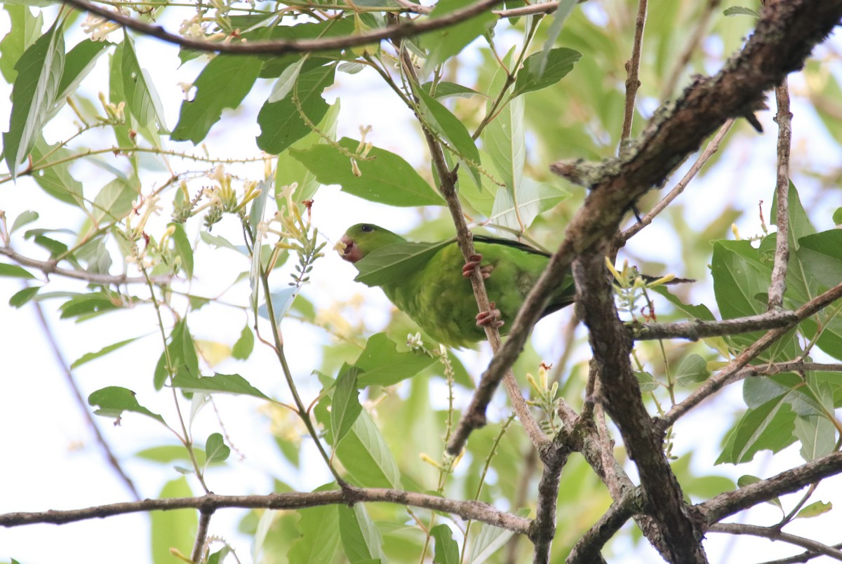 Plain Parakeet - ML627476775