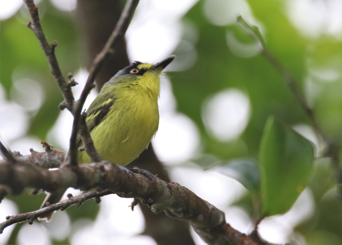 Gray-headed Tody-Flycatcher - ML627476823