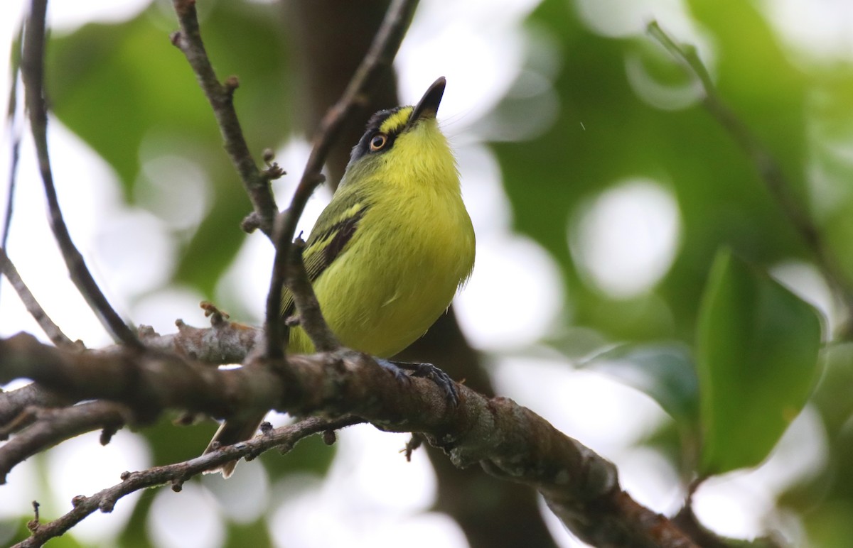 Gray-headed Tody-Flycatcher - ML627476824