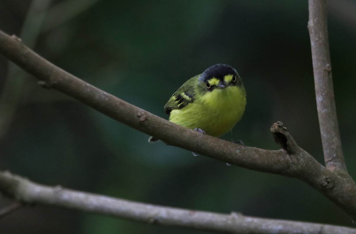 Gray-headed Tody-Flycatcher - ML627476825