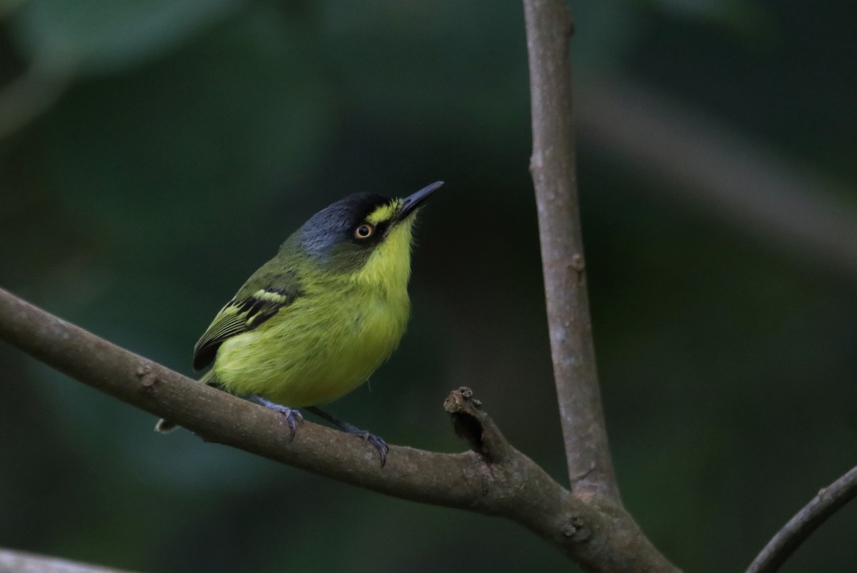 Gray-headed Tody-Flycatcher - ML627476826