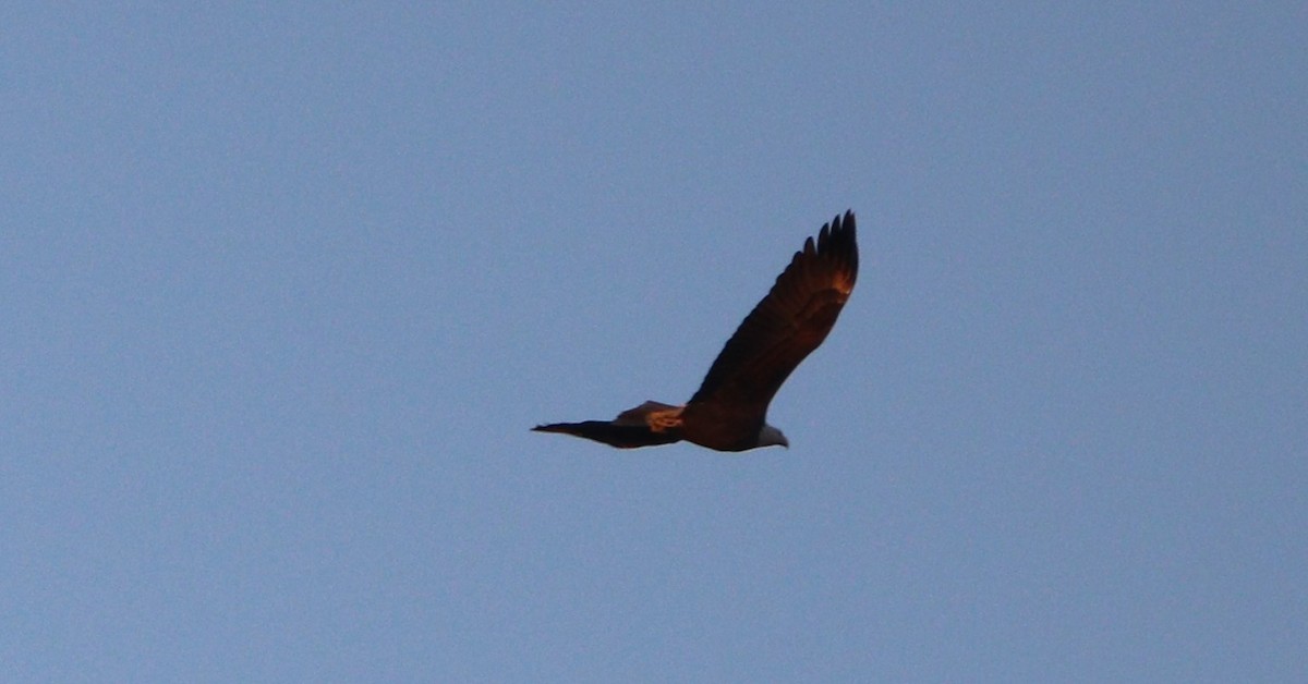 Bald Eagle - ML627477007