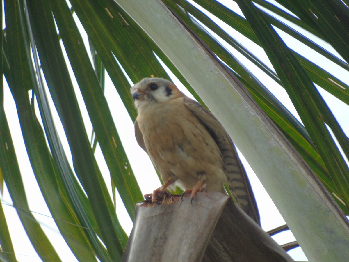 American Kestrel - ML627477083
