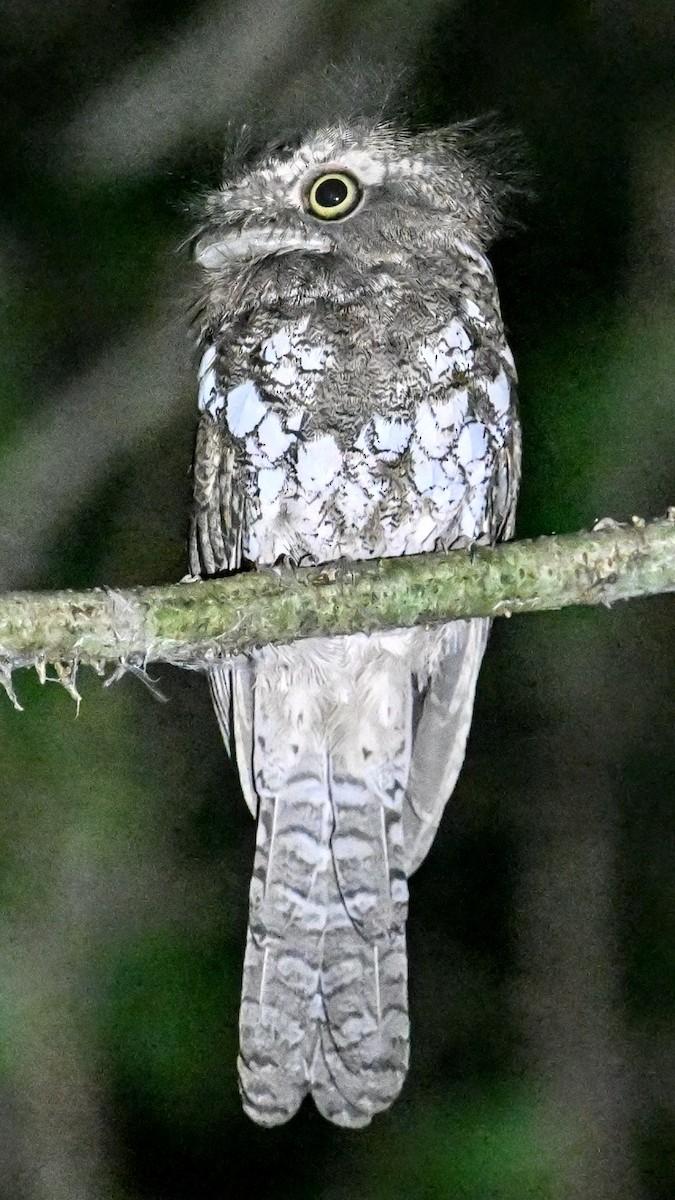 Palawan Frogmouth - ML627477085