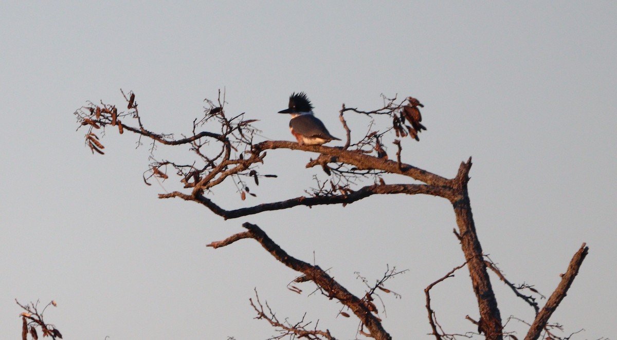 Belted Kingfisher - ML627477114