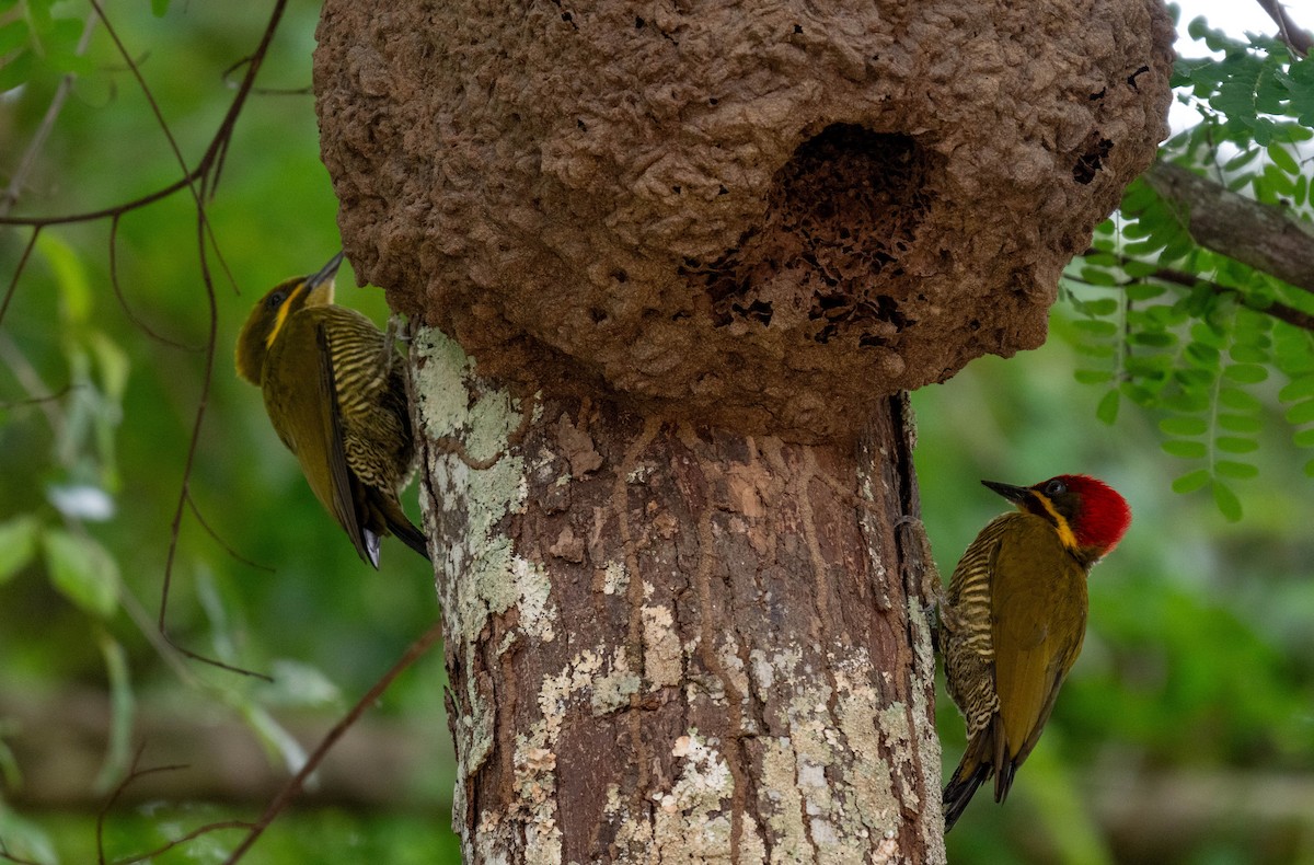 Golden-green Woodpecker - ML627477143