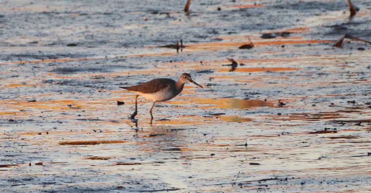 Greater Yellowlegs - ML627477196