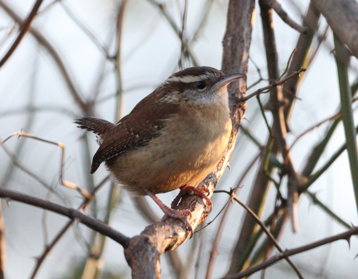 Carolina Wren - ML627477291