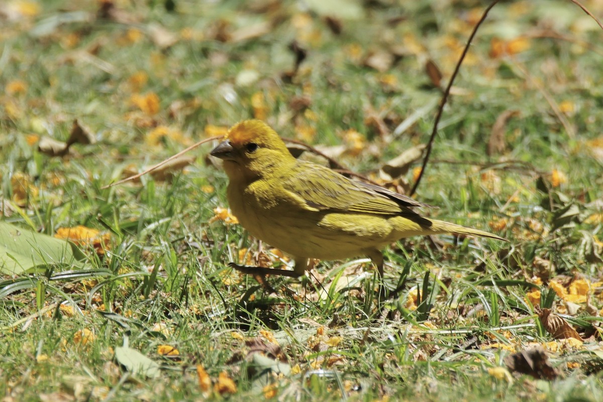 Saffron Finch (Saffron) - ML627477322