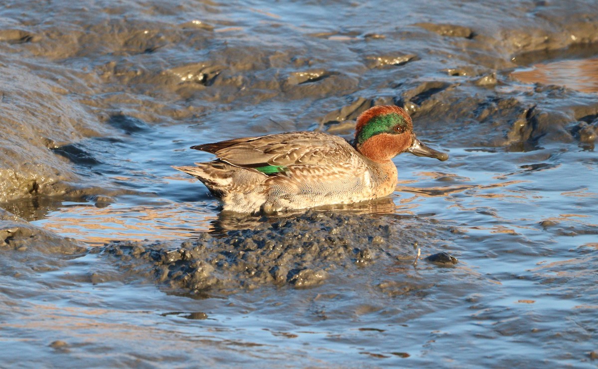 Green-winged Teal - ML627477374