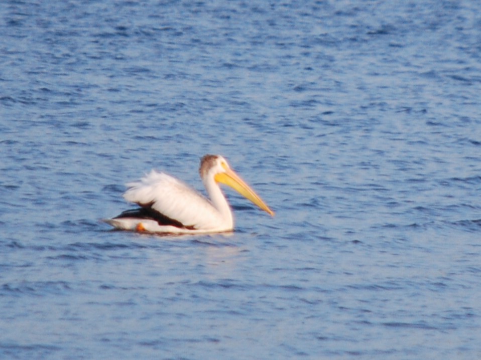 American White Pelican - ML627477436