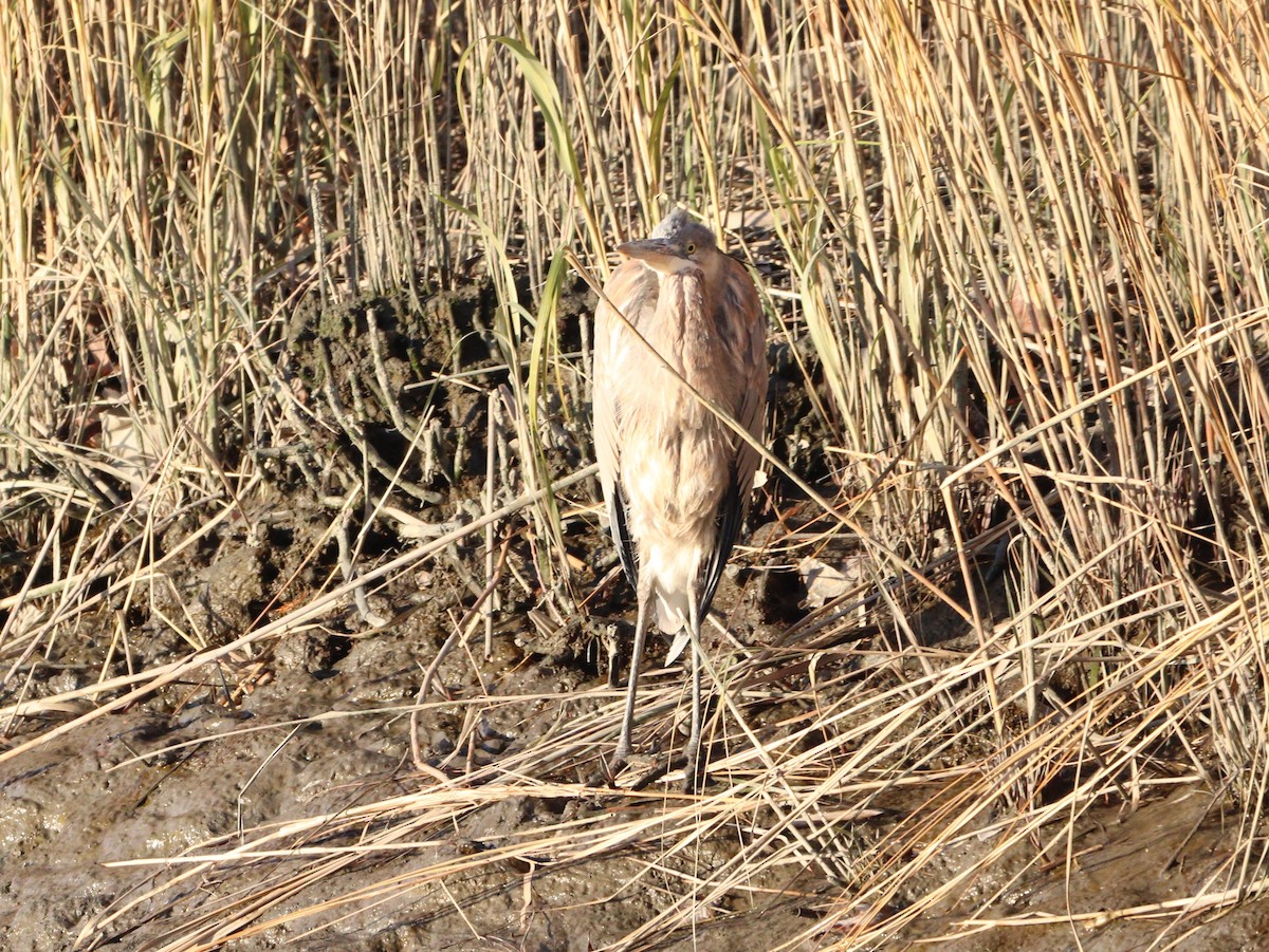 Great Blue Heron - ML627477437