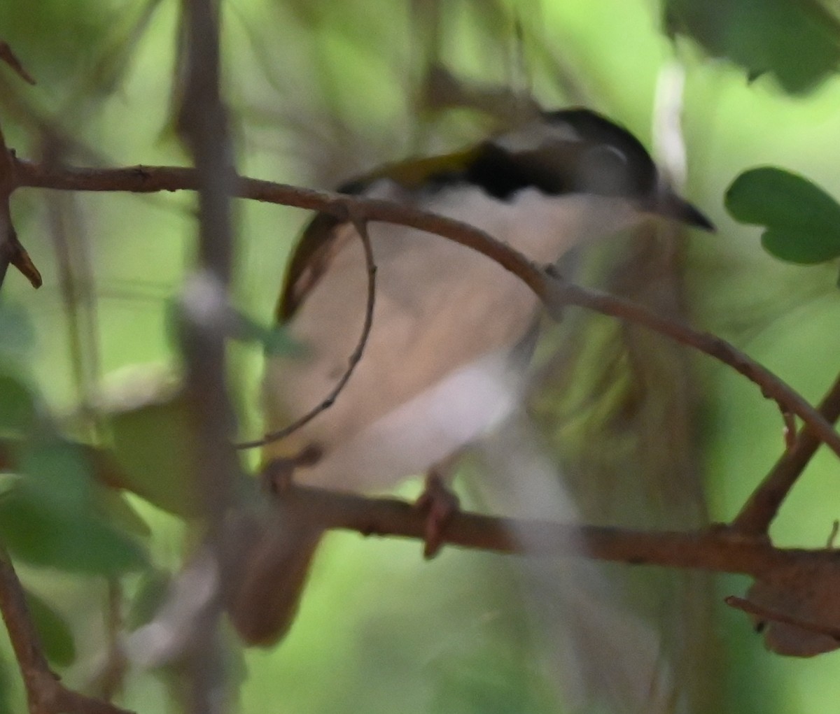 White-throated Honeyeater - ML627477459