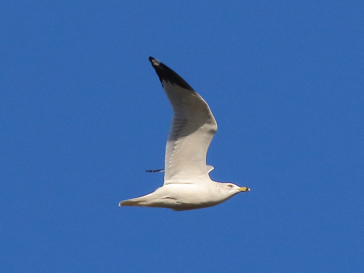 ringnebbmåke - ML627477478
