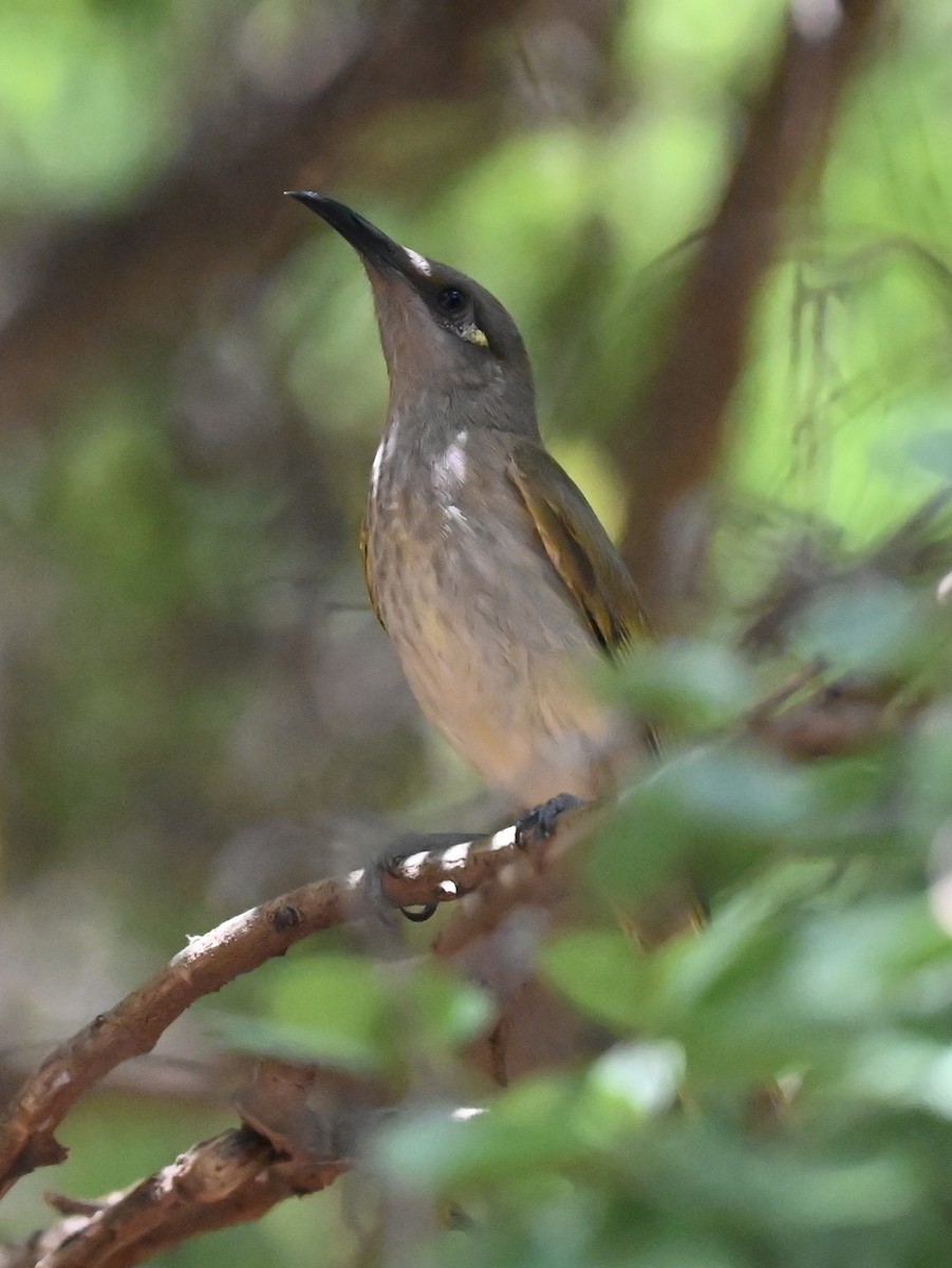 Brown Honeyeater - ML627477480