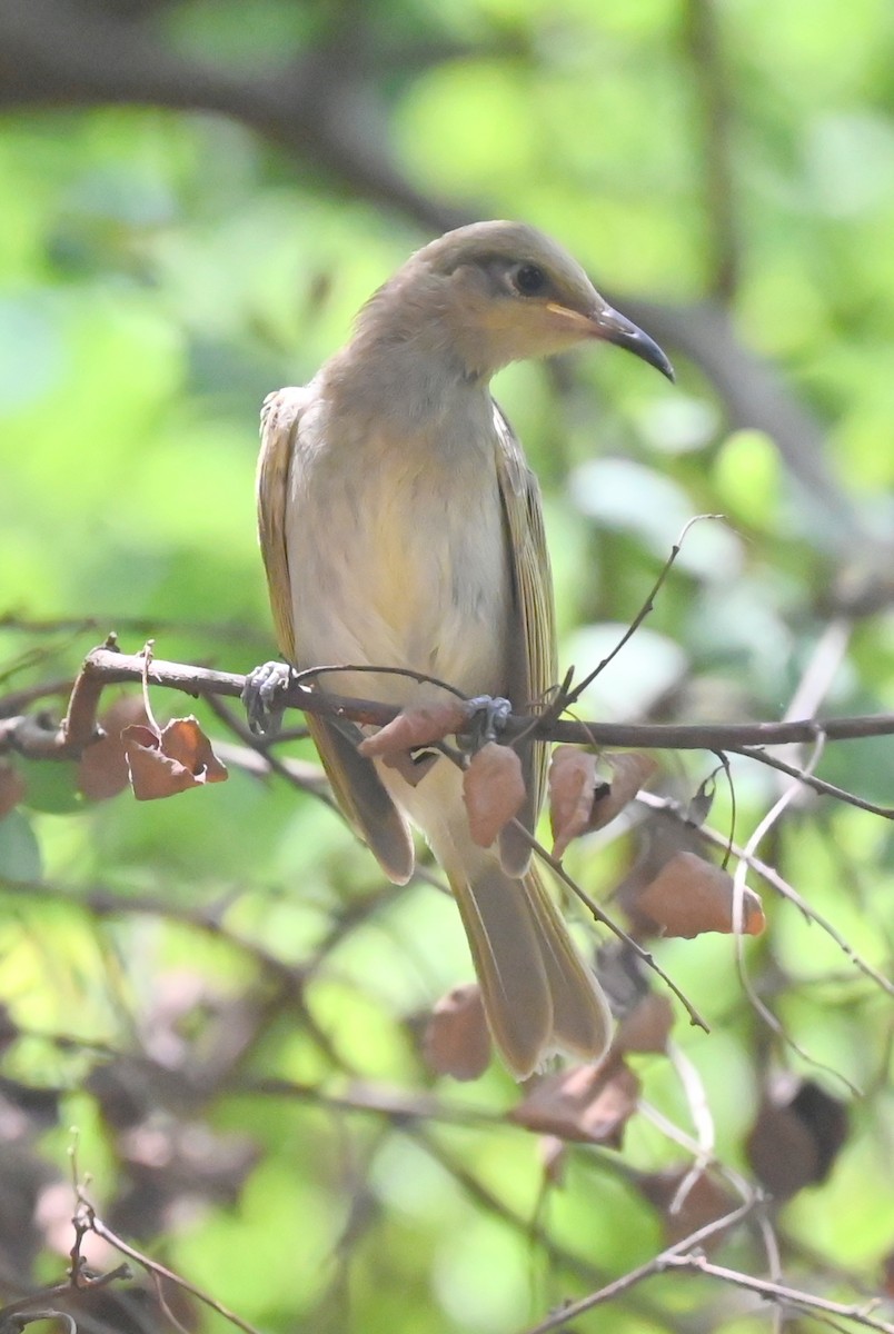 Rufous-throated Honeyeater - ML627477517