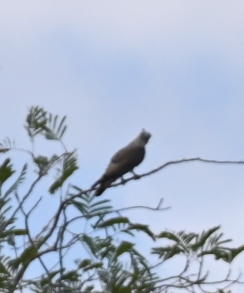 Pacific Baza - ML627477525