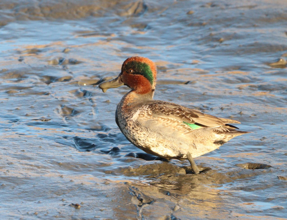 Green-winged Teal - ML627477536