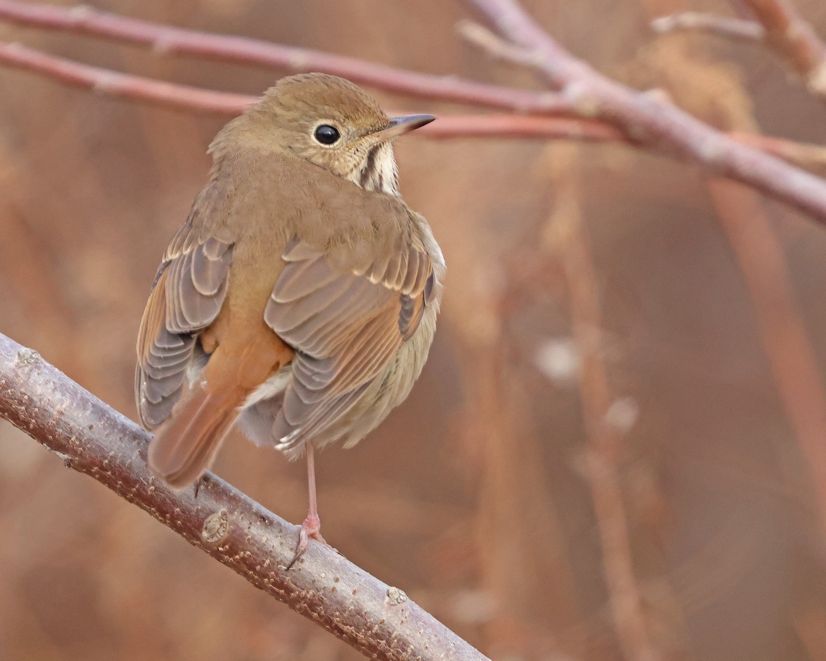 Hermit Thrush - ML627477652
